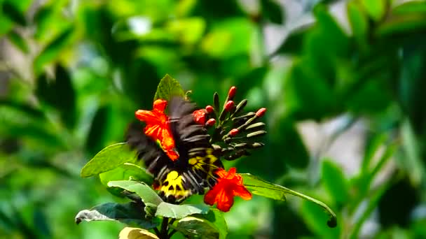 1080P Super Pomalé Thajské Motýl Pastvině Květiny Hmyz Venkovní Příroda — Stock video