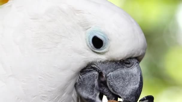 Белый Попугай Какаду Щелкает Клювом Смотрит Камеру Закрыть Попугая Какаду — стоковое видео