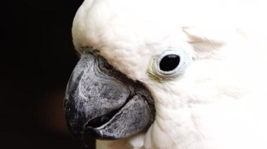 4K beyaz papağan papağanı gagasına tıklayarak kameraya bakıyor. Papağanı vahşi doğada kapayın.