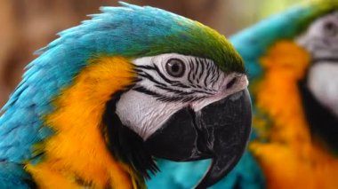 Mavi-sarı papağanın 4K güzel tüyleri (Ara ararauna), mavi-altın papağanı