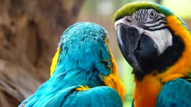 Mavi-sarı papağanın 4K güzel tüyleri (Ara ararauna), mavi-altın papağanı