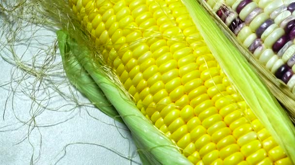 Nowadays Many Varieties Corn Try Picture Three Colored Sweet Corn — Stock Video