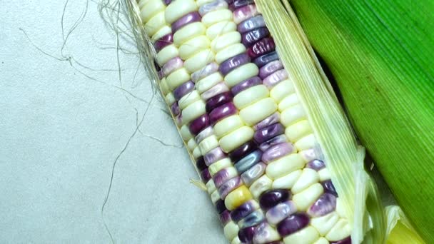 Macro View Yellow Grains Corn Cob Background Food Organic Fermer — Video