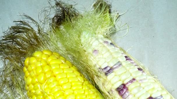 Даний Час Багато Різновидів Кукурудзи Щоб Спробувати Цій Фотографії Три — стокове відео