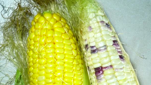 Nowadays Many Varieties Corn Try Picture Three Colored Sweet Corn — Stock Video