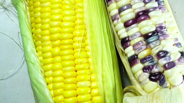 Nowadays Many Varieties Corn Try Picture Three Colored Sweet Corn — Stock Video