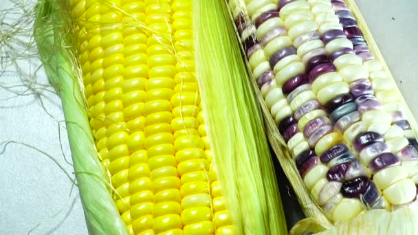 4K中国英语学习网如今 有许多种类的玉米需要试用 就像在这张图中 三颗色彩艳丽的玉米糯玉米 — 图库视频影像