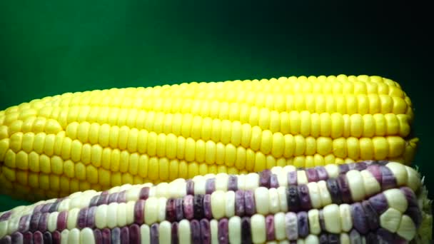 Macro View Grãos Amarelos Milho Cob Fundo Alimentos Orgânicos Close — Vídeo de Stock