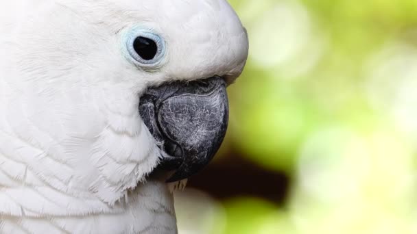 4Kホワイトオウムはくちばしをクリックしてカメラを覗き込む 野生の自然の中でCockatooオウムを閉じます — ストック動画