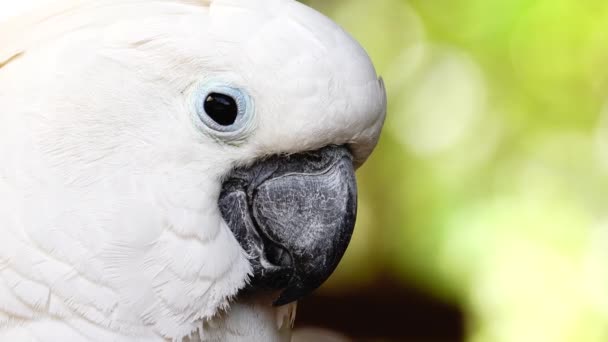 4Kホワイトオウムはくちばしをクリックしてカメラを覗き込む 野生の自然の中でCockatooオウムを閉じます — ストック動画