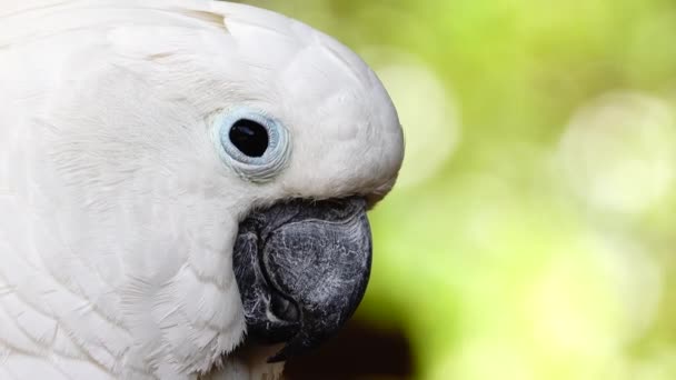 White Parrot Cockatoo Clicking Beak Looking Camera Close Cockatoo Parrot — Stock Video