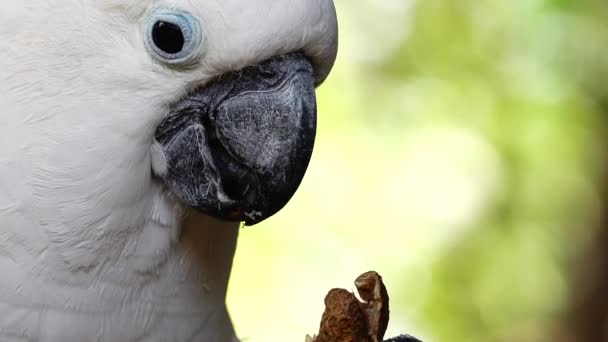 4Kホワイトオウムはくちばしをクリックしてカメラを覗き込む 野生の自然の中でCockatooオウムを閉じます — ストック動画