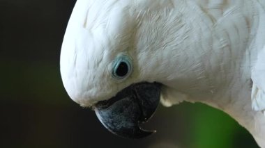 4K beyaz papağan papağanı gagasına tıklayarak kameraya bakıyor. Papağanı vahşi doğada kapayın.