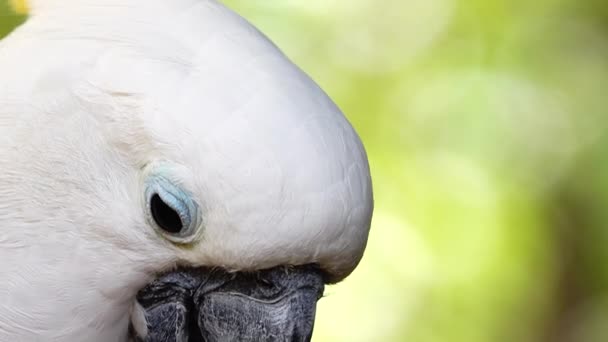 Biała Papuga Kakadu Klikając Dziób Patrząc Aparat Zamknij Kakadu Papuga — Wideo stockowe