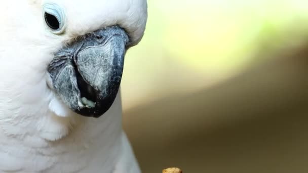 White Parrot Cockatoo Clicking Beak Looking Camera Close Cockatoo Parrot — Stock Video