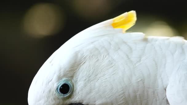 Branco Papagaio Cacatua Clicando Bico Olhando Para Câmera Close Papagaio — Vídeo de Stock