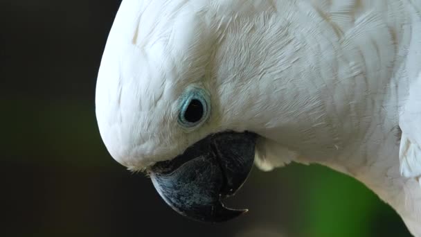 4Kホワイトオウムはくちばしをクリックしてカメラを覗き込む 野生の自然の中でCockatooオウムを閉じます — ストック動画