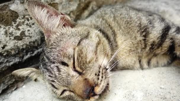 Thai Katze Schlafen Tier Haustier — Stockvideo