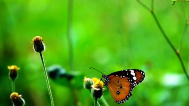 HD 1080p Süper yavaş Tayland kelebeği Otlakta pembe çiçekler Böcek doğa