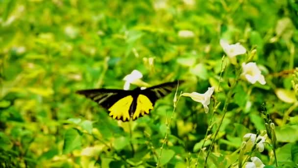 1080P超遅いタイの黄金の鳥の羽は牧草地ピンクの花でエアクス蝶を回ります屋外の自然を昆虫 — ストック動画