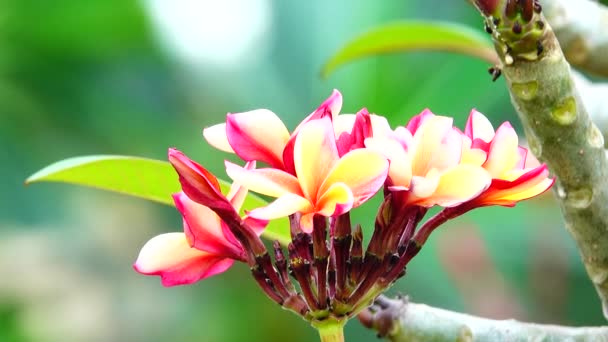 Příroda Zblízka Růžový Květ Plumerie Větvi Stromu Tropická Zahrada Thajsku — Stock video