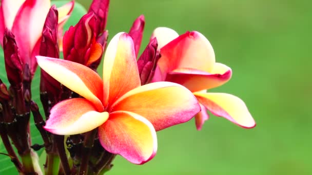 Natura Închide Floarea Plumerie Roz Ramură Copac Grădină Tropicală Thailanda — Videoclip de stoc