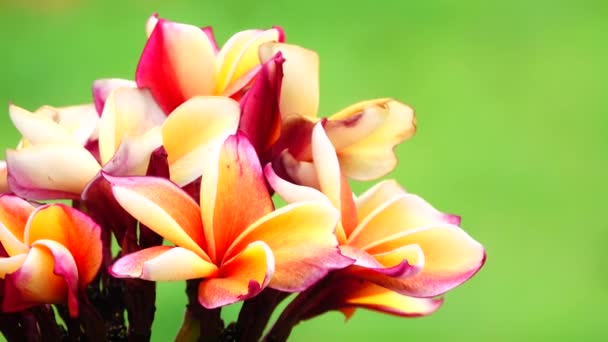 Natura Zbliżenie Różowy Kwiat Plumerii Gałęzi Drzewa Tropikalny Ogród Tajlandii — Wideo stockowe