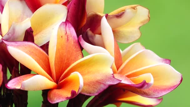 Природа Крупним Планом Рожева Квітка Сливи Гілці Дерева Тропічний Сад — стокове відео