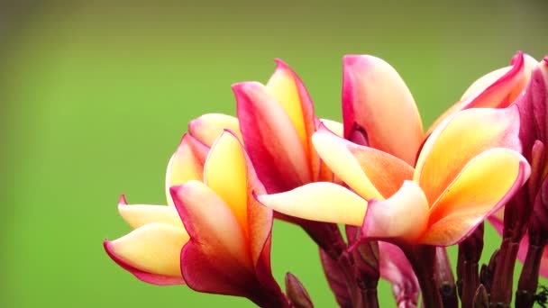 Natur Närbild Rosa Plumeria Blomma Trädgren Tropisk Trädgård Thailand — Stockvideo