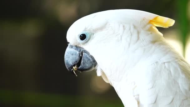 White Papagei Kakadu Klickt Schnabel Und Blickt Die Kamera Großaufnahme — Stockvideo