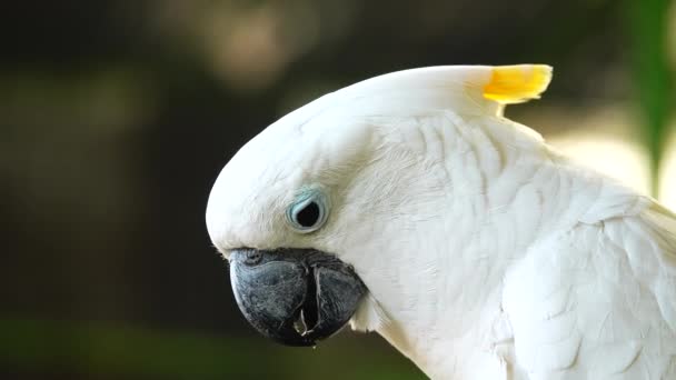 4Kホワイトオウムはくちばしをクリックしてカメラを覗き込む 野生の自然の中でCockatooオウムを閉じます — ストック動画