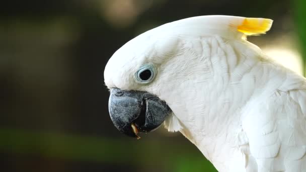 Fehér Papagáj Kakadu Csőrre Kattintva Kamerába Néz Zárja Kakadu Papagáj — Stock videók