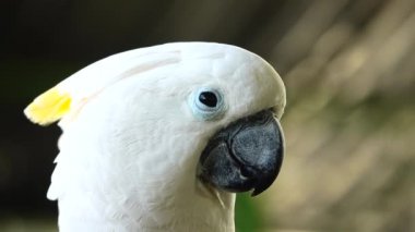 4K beyaz papağan papağanı gagasına tıklayarak kameraya bakıyor. Papağanı vahşi doğada kapayın.