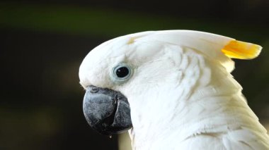 4K beyaz papağan papağanı gagasına tıklayarak kameraya bakıyor. Papağanı vahşi doğada kapayın.