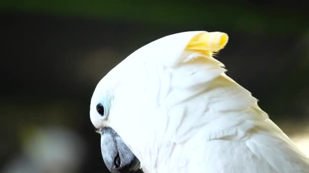 Bílý Papoušek Kakadu Kliknutím Zobák Dívat Kamery Close Cockatoo Papoušek — Stock video