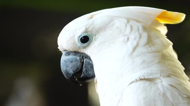 4Kホワイトオウムはくちばしをクリックしてカメラを覗き込む 野生の自然の中でCockatooオウムを閉じます — ストック動画