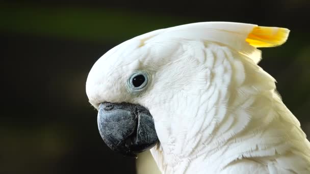 Fehér Papagáj Kakadu Csőrre Kattintva Kamerába Néz Zárja Kakadu Papagáj — Stock videók