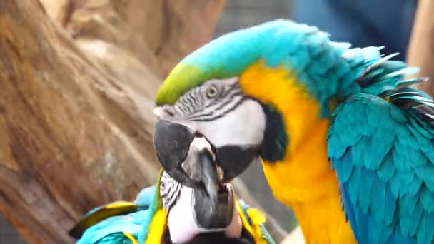 Branco Papagaio Cacatua Clicando Bico Olhando Para Câmera Close Papagaio — Vídeo de Stock