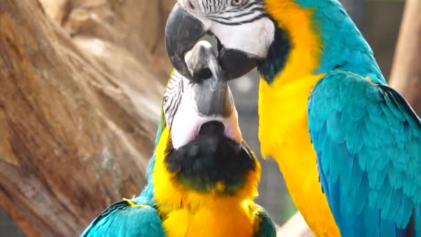 Cacatúa Loro Blanco Haciendo Clic Pico Mirando Cámara Cerca Loro — Vídeo de stock