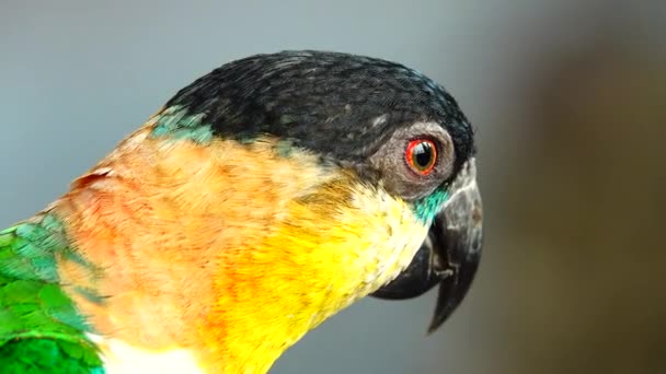 Makro Detailní Záběr Papouška Čelem Uvnitř Klece Thailandu — Stock video