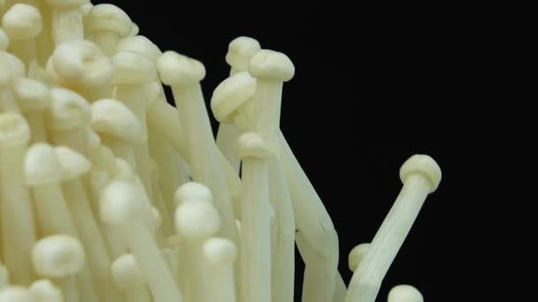 Organic Enoki Cogumelo Closeup Comida Tiro Closeup Girando Isolado Fundo — Vídeo de Stock