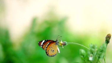 HD 1080p Süper yavaş Tayland Kelebeği Çayırda Çiçeklerde Böcek Doğa