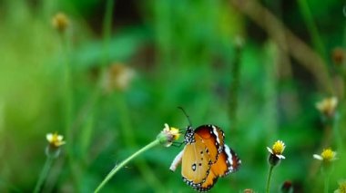 HD 1080p Süper yavaş Tayland Kelebeği Çayırda Çiçeklerde Böcek Doğa
