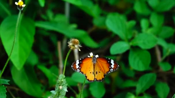 1080P Super Slow Thai Butterfly Pasture Flowers Насекомые Наружная Природа — стоковое видео