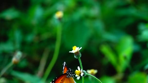 1080P Super Lent Papillon Thaïlandais Dans Les Fleurs Pâturage Insecte — Video