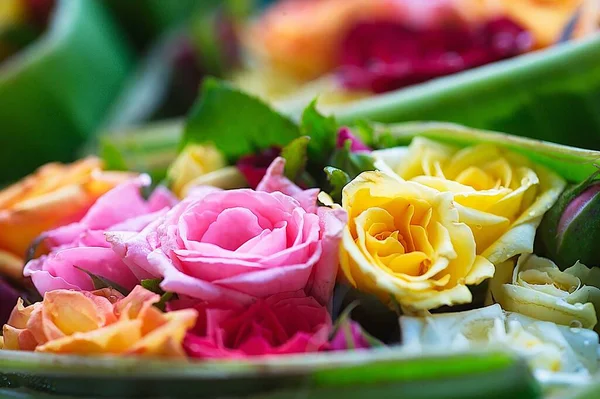 Abstrakter Hintergrund Von Rosenblüten Nahaufnahme — Stockfoto