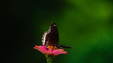 HD 1080p süper yavaş Tayland kelebeği çayır çiçeklerinde Böcek doğa yeşil arka plan