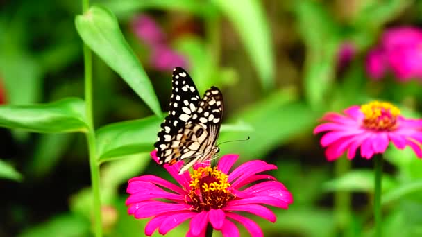 1080P Super Langsam Thai Schmetterling Auf Der Weide Blumen Insekt — Stockvideo