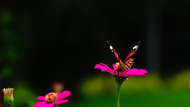 1080P Farfalla Tailandese Super Lenta Nei Fiori Pascolo Insetto Natura — Video Stock