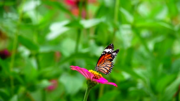 1080P超慢的泰国蝴蝶在草场上的花朵昆虫的户外自然绿色背道 — 图库视频影像